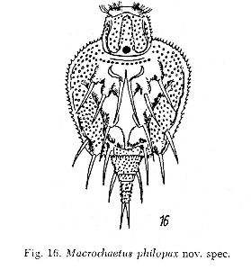 Wulfert, K (1961): Archiv für Hydrobiologie 58 p.87, fig.16